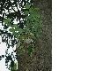 image of Acer pseudoplatanus