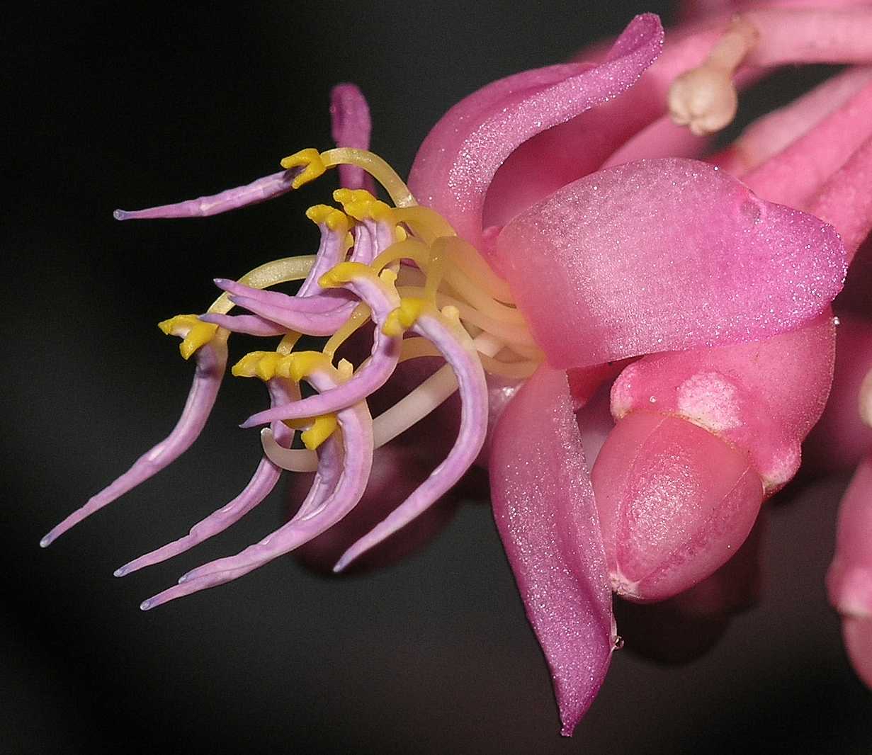Melastomataceae Medinilla magnifica