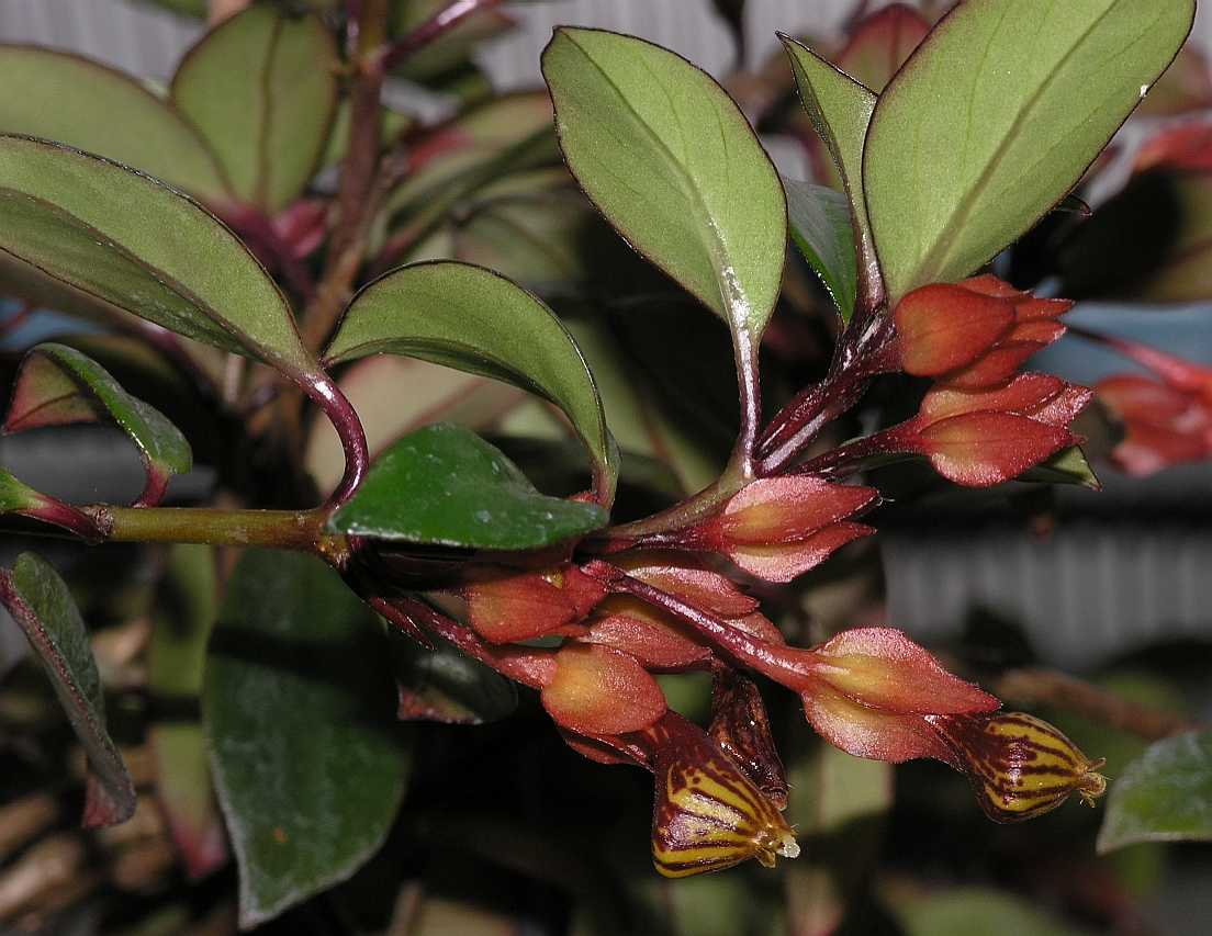 Gesneriaceae Nematanthus 