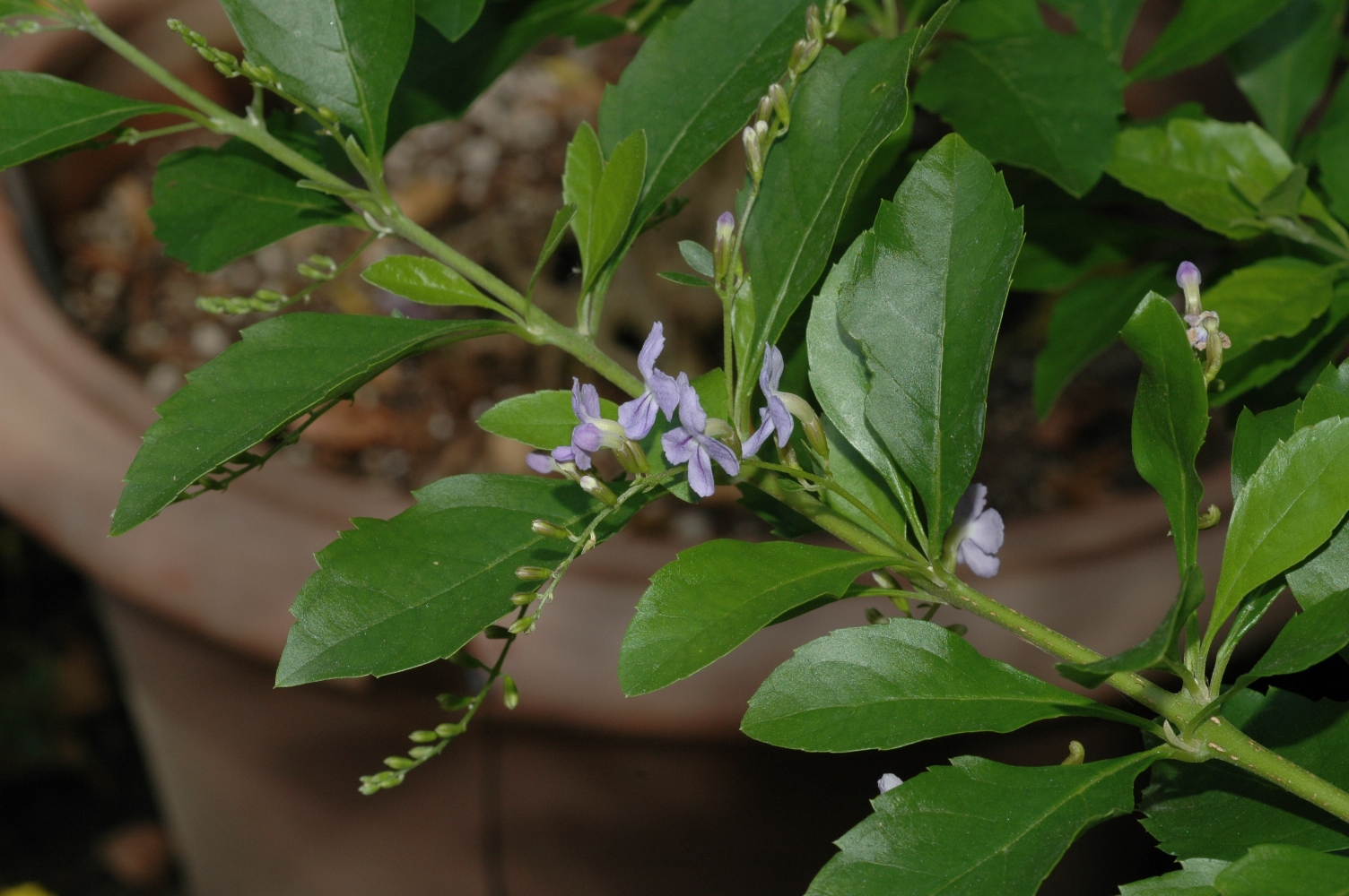 Verbenaceae Duranta erecta