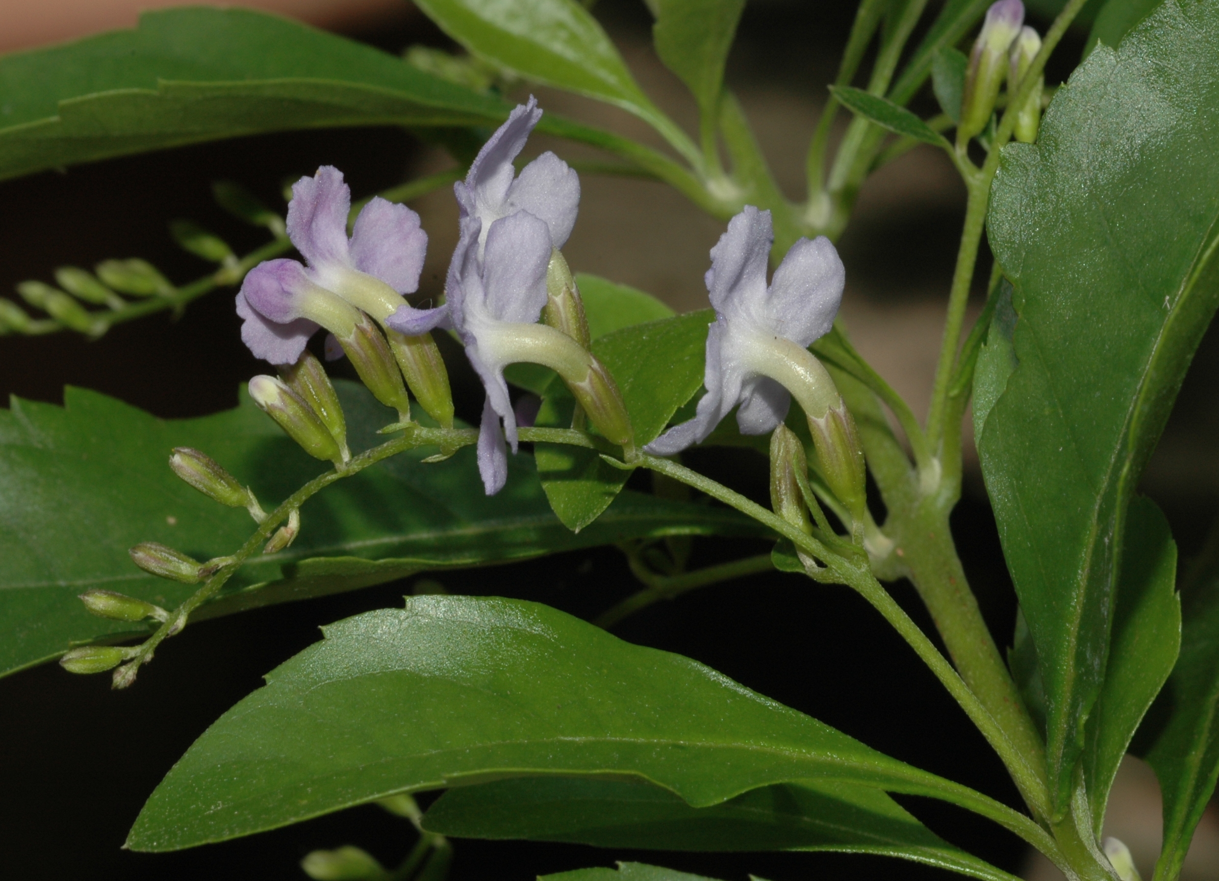 Verbenaceae Duranta erecta
