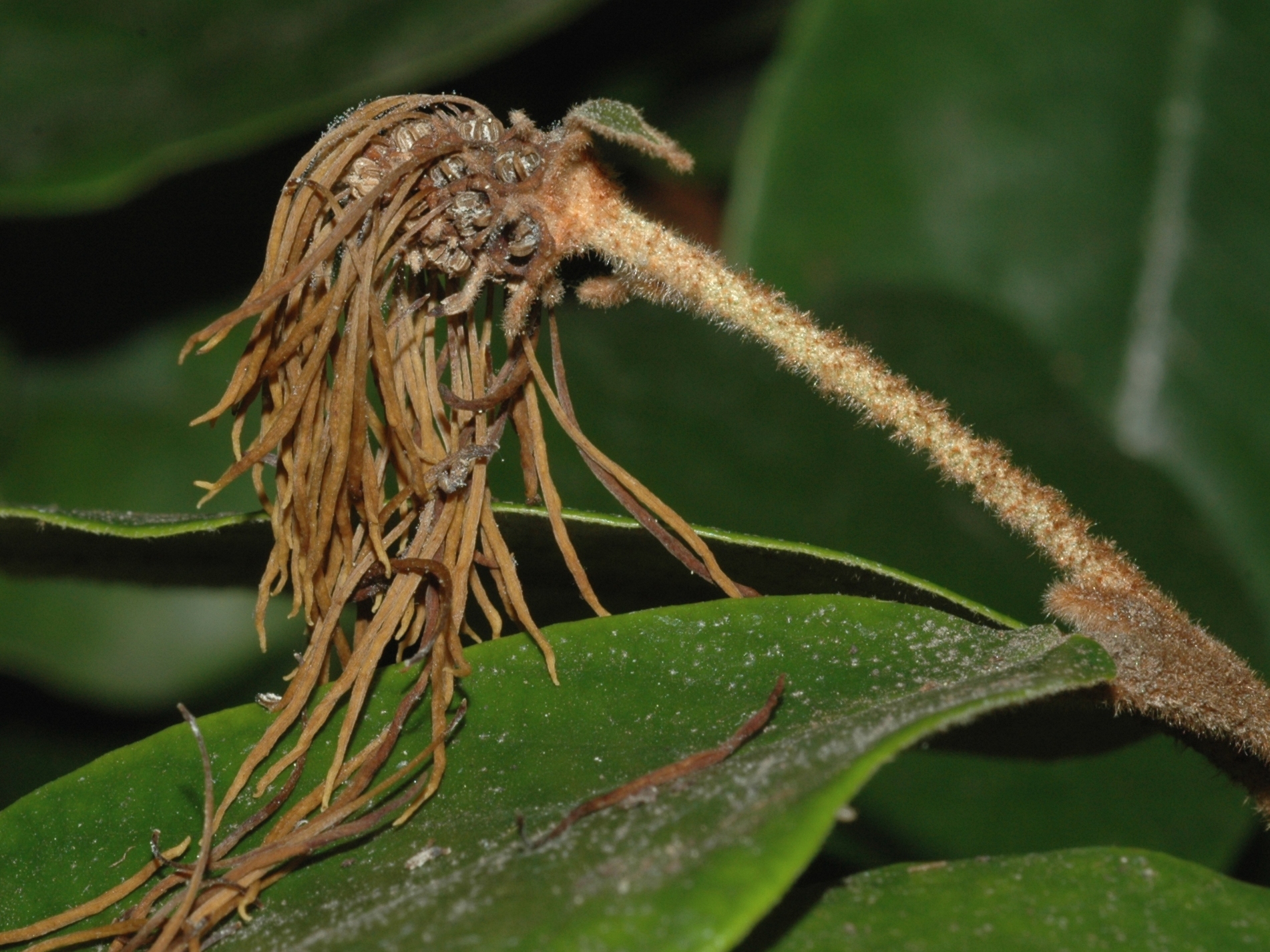 Hamamelidaceae Trichocladus ellipticus