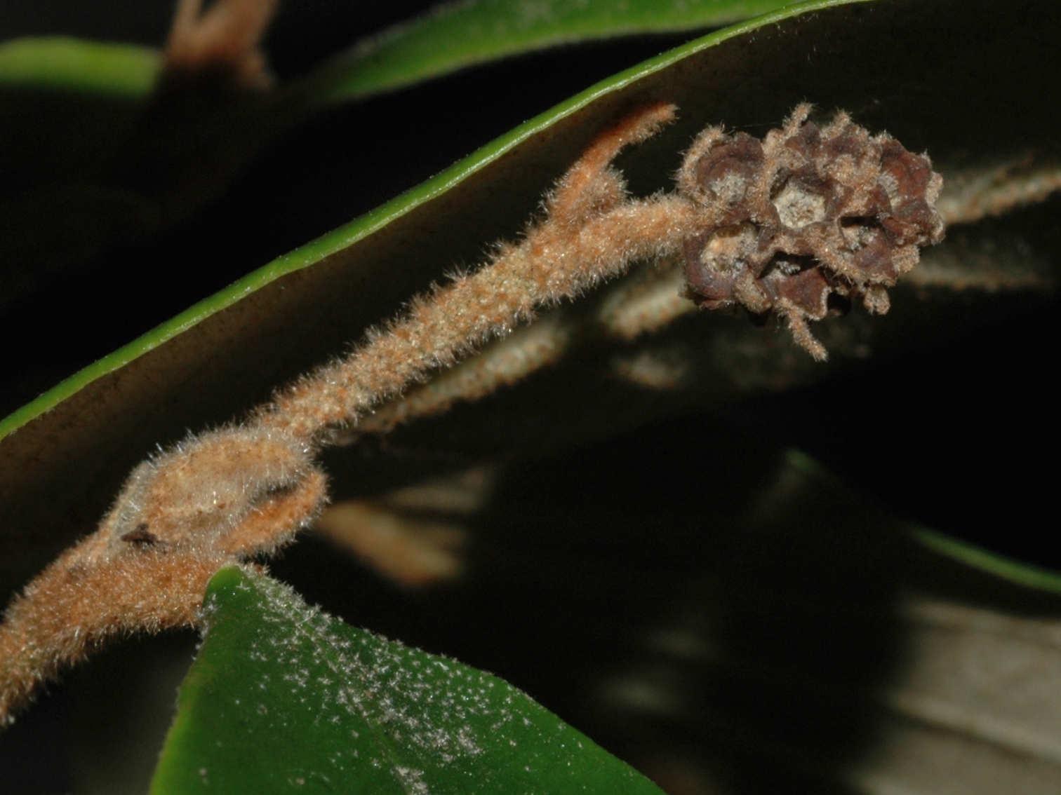 Hamamelidaceae Trichocladus ellipticus