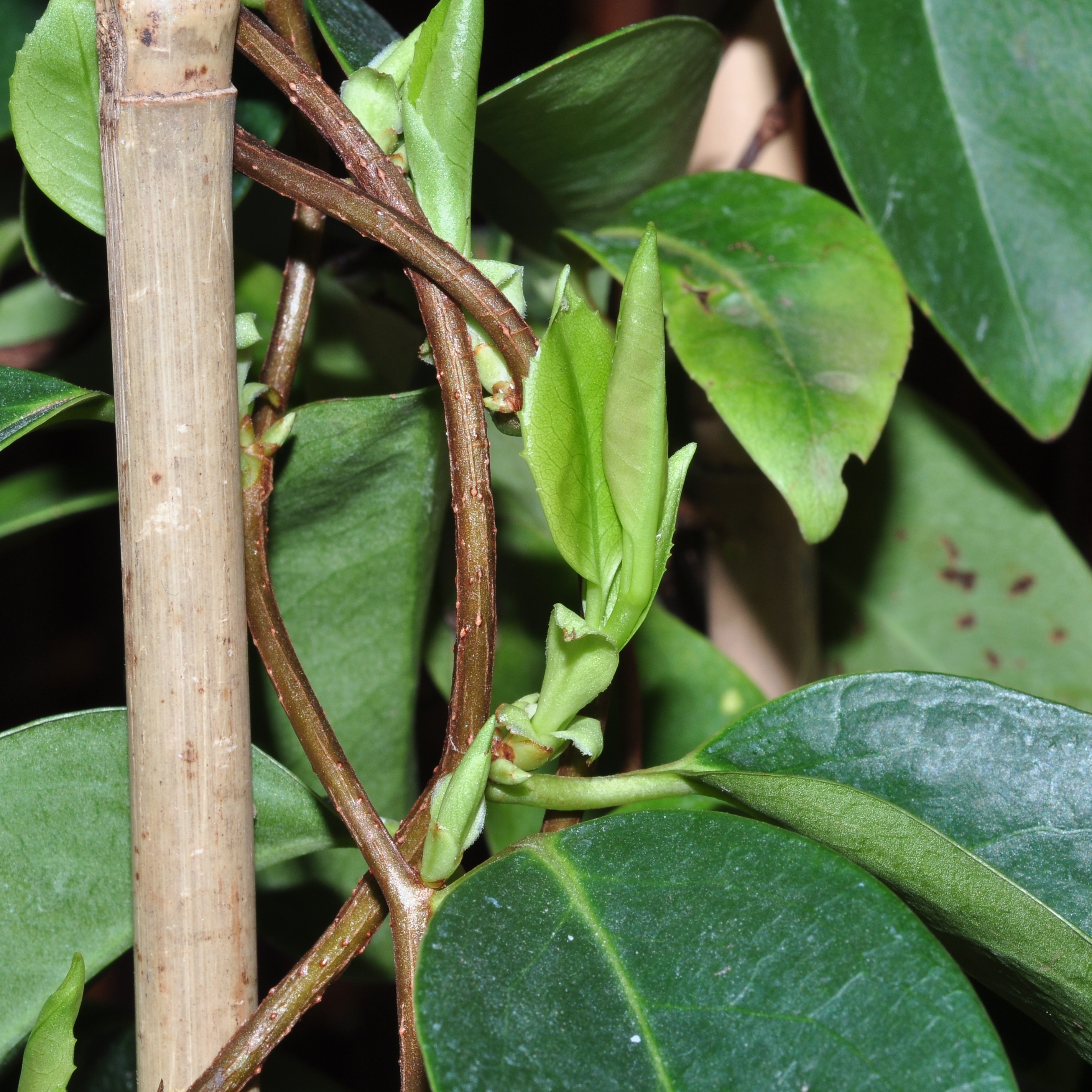 Schisandraceae Kadsura coccinea