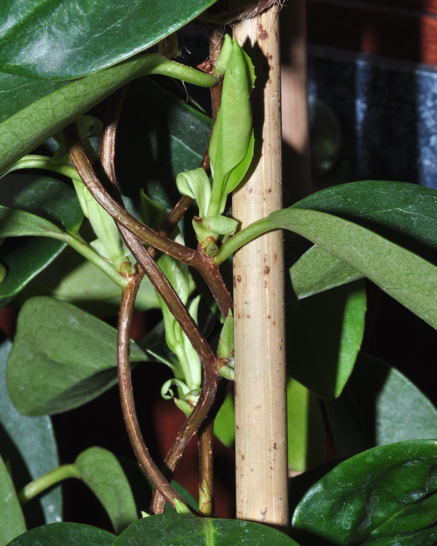 Schisandraceae Kadsura coccinea