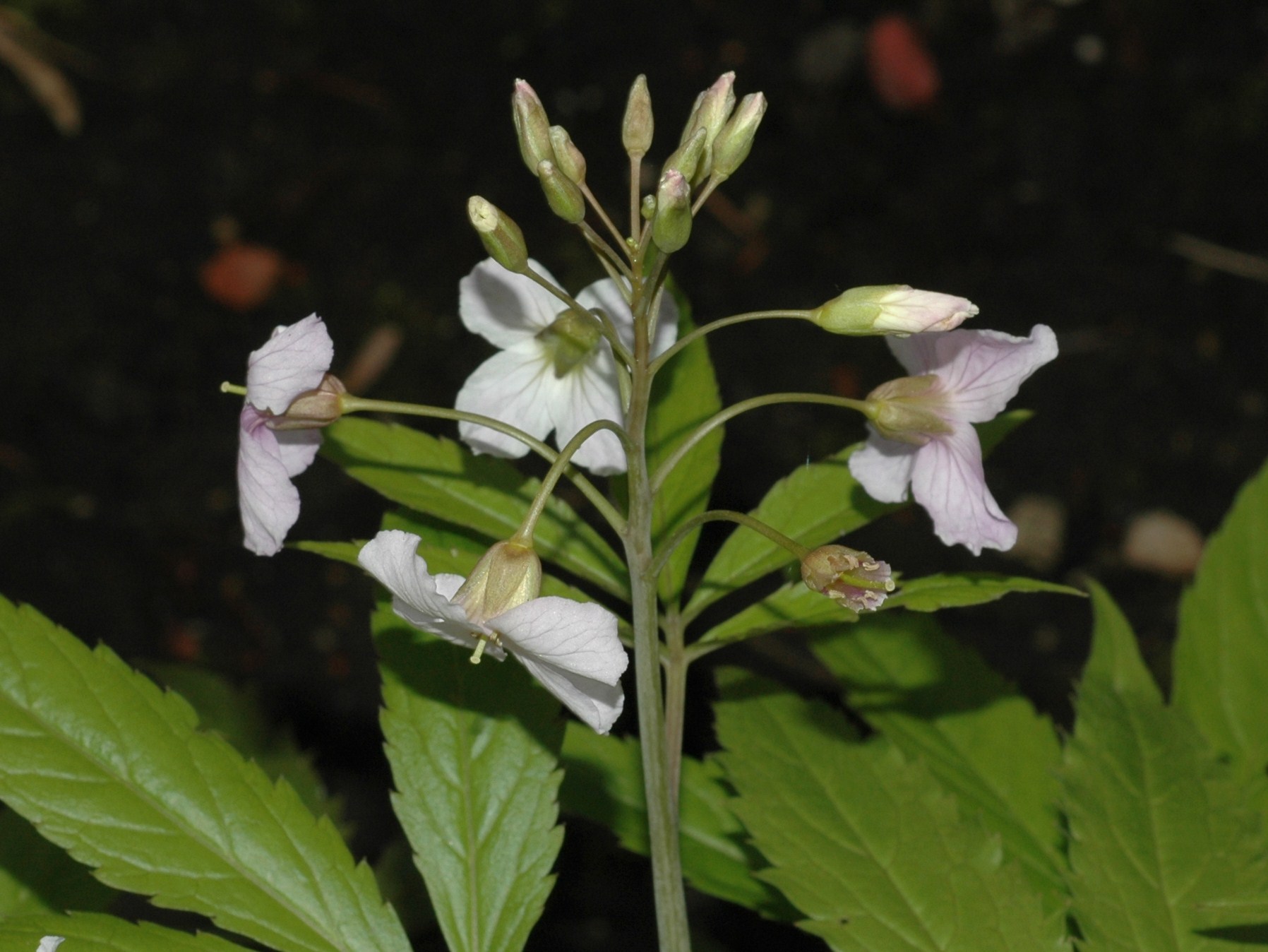 Brassicaceae Cardamine pentaphyllos