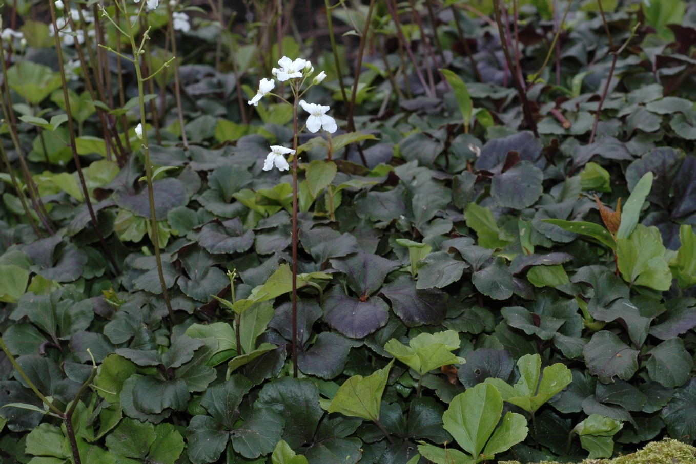 Brassicaceae Cardamine trifolia