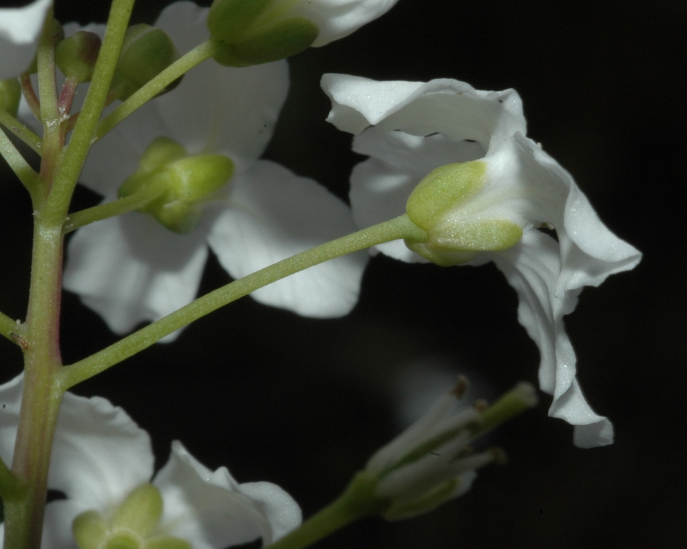 Brassicaceae Cardamine trifolia