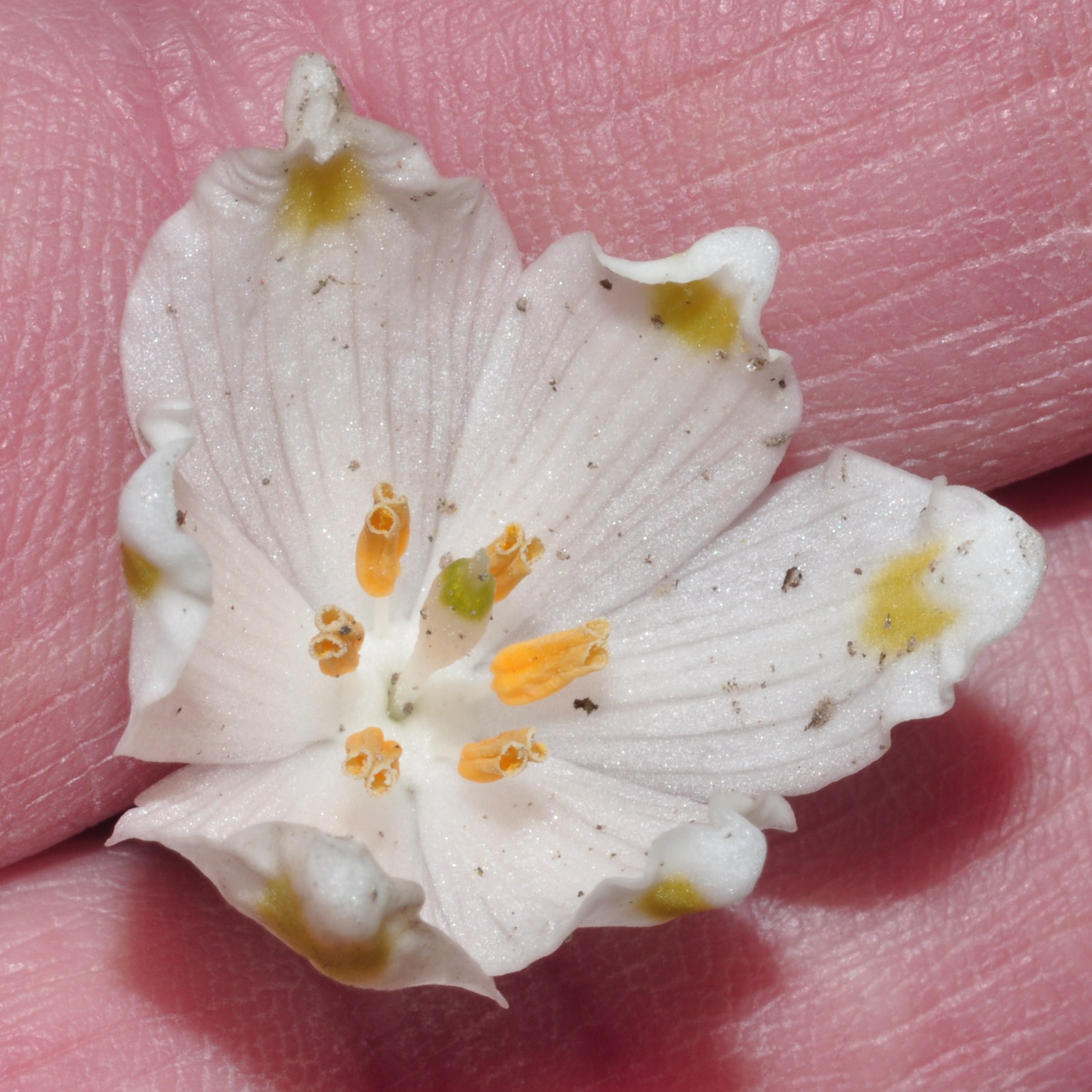Amaryllidaceae Leucojum vernum