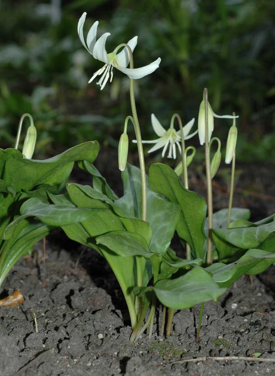 Liliaceae Erythronium 