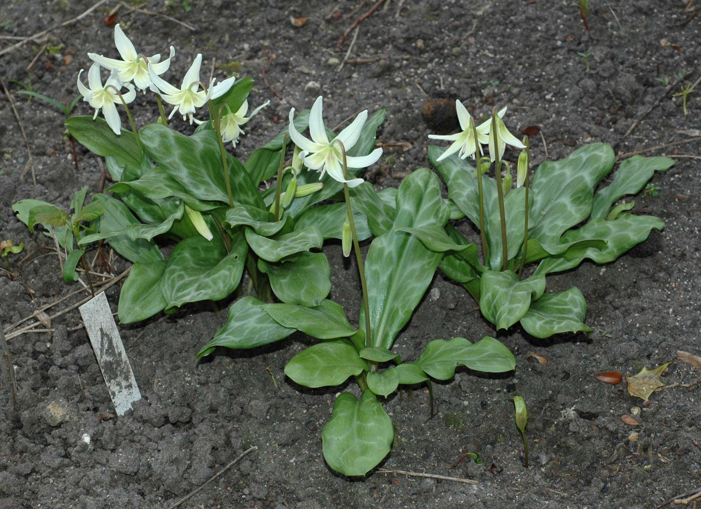 Liliaceae Erythronium 