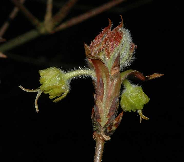 Aceraceae Acer triflorum