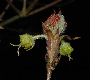 image of Acer triflorum