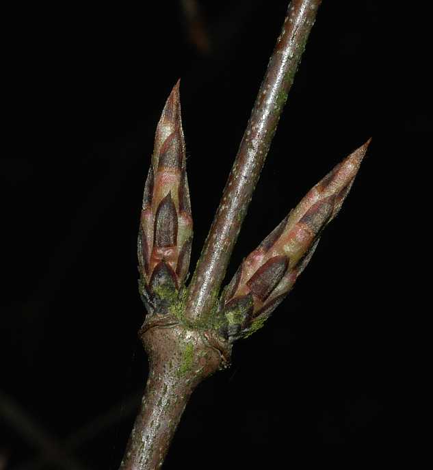 Aceraceae Acer triflorum