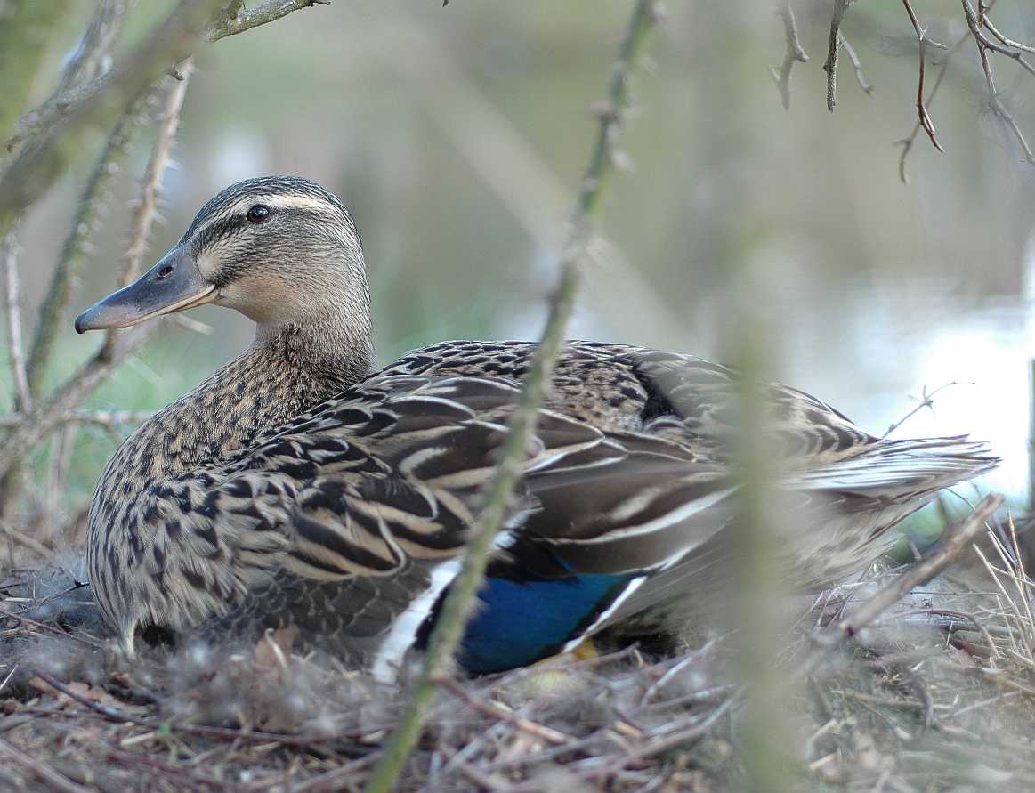 Anatidae Anas platyrhynchos