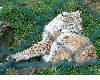 image of Felis lynx