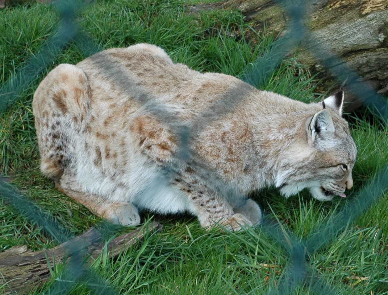 Felidae Felis lynx