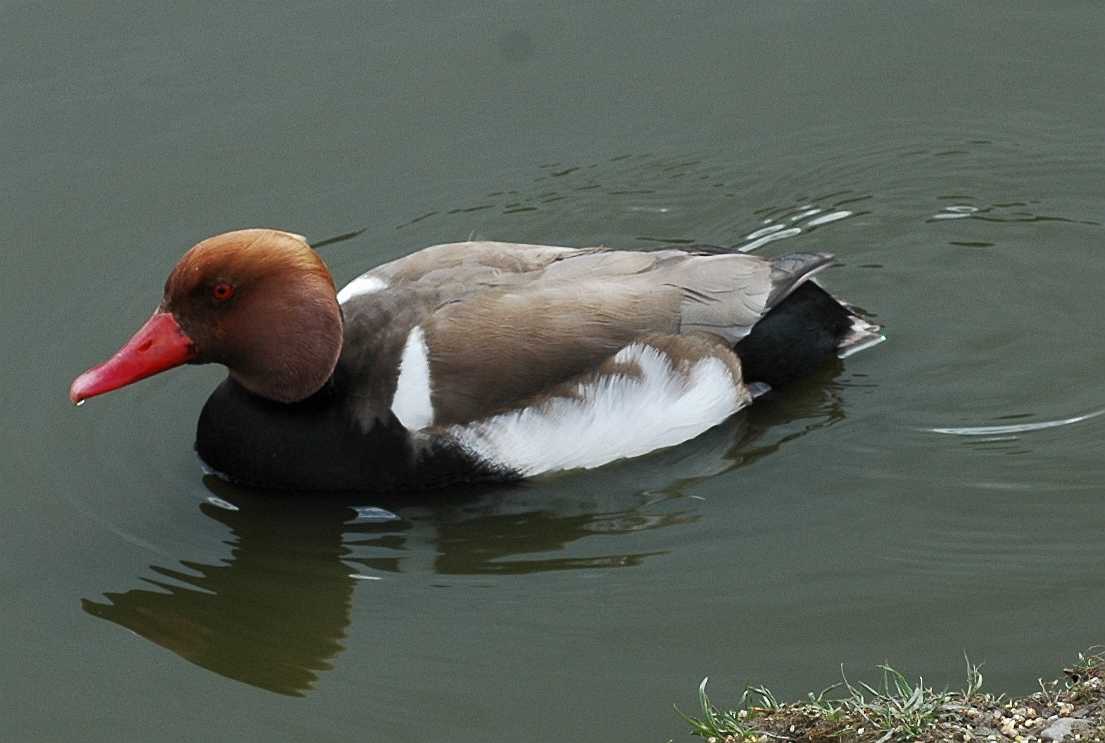 Anatidae Netta rufina