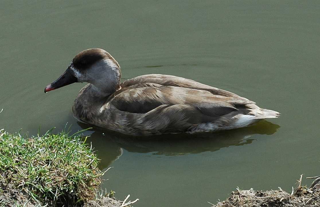 Anatidae Netta rufina