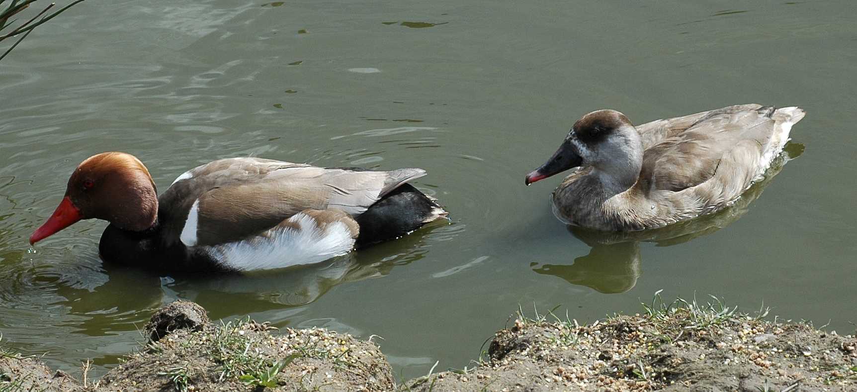 Anatidae Netta rufina