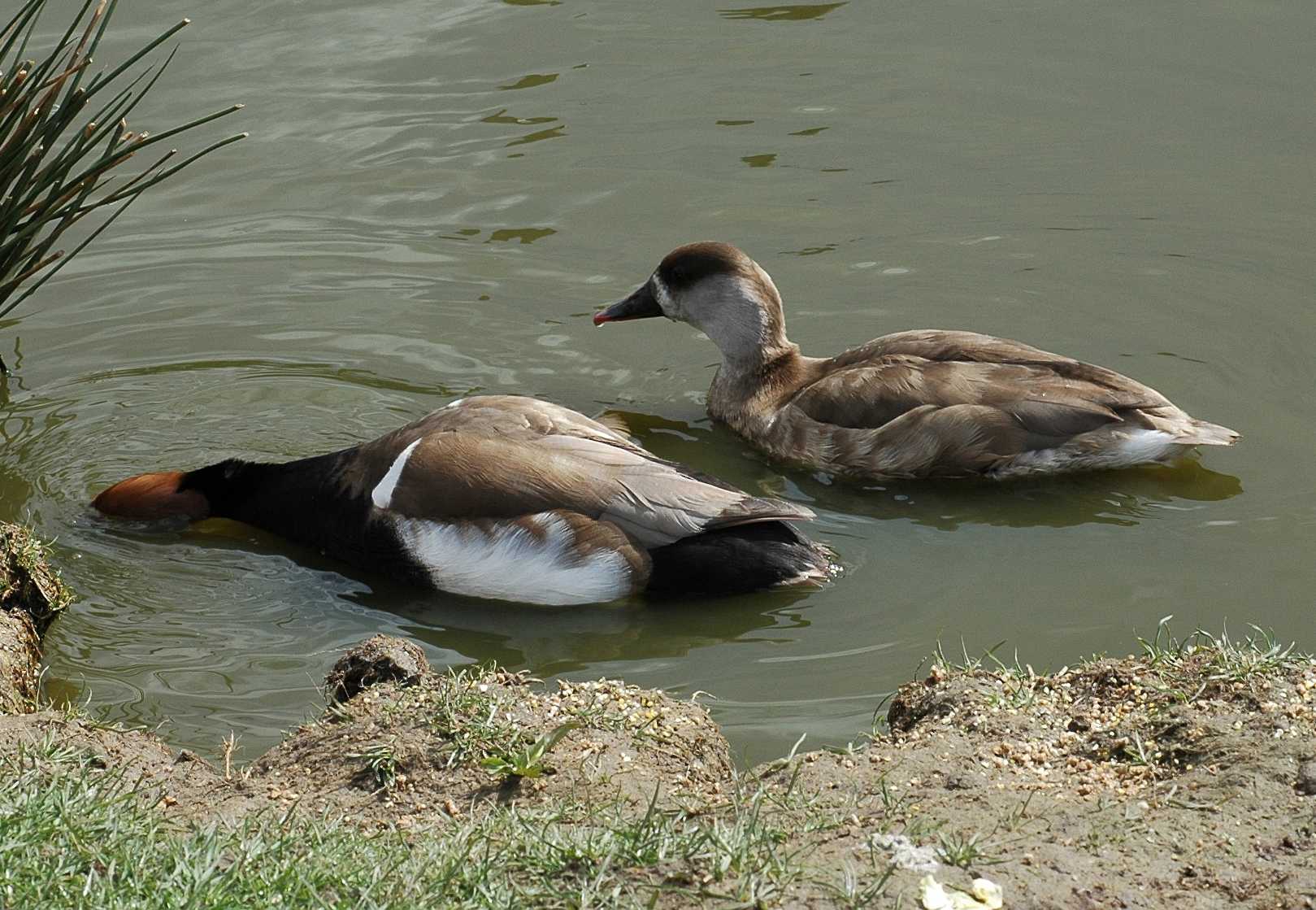 Anatidae Netta rufina