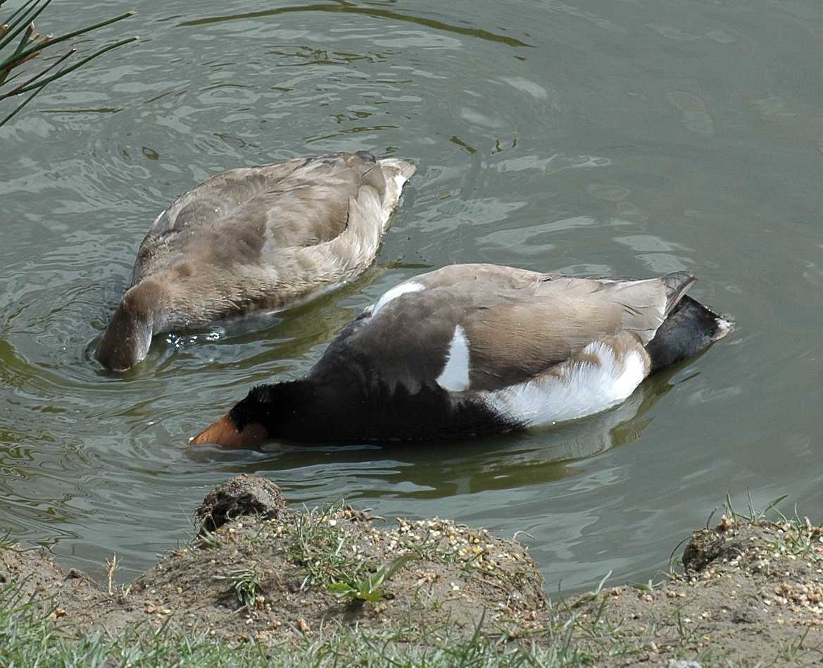 Anatidae Netta rufina