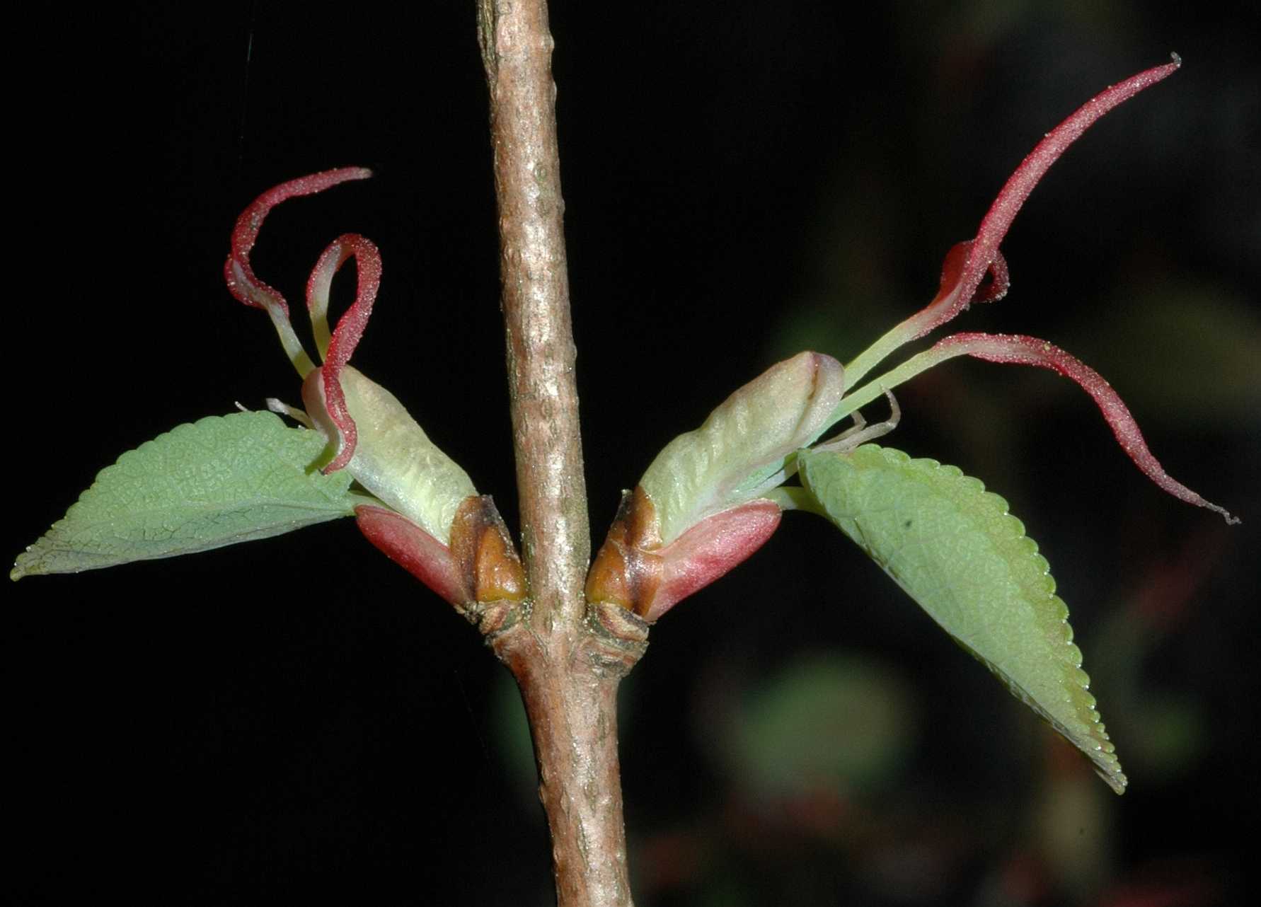 Cercidiphyllaceae Cercidiphyllum japonicum