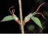 image of Cercidiphyllum japonicum