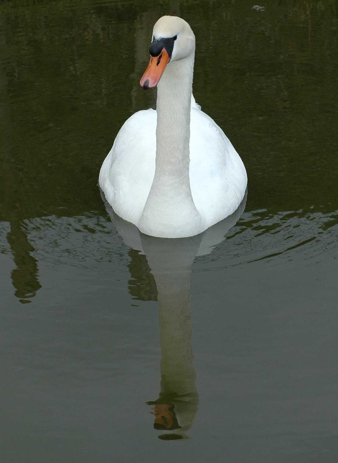 Anatidae Cygnus olor