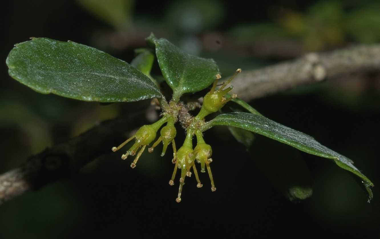 Salicaceae Azara microphylla
