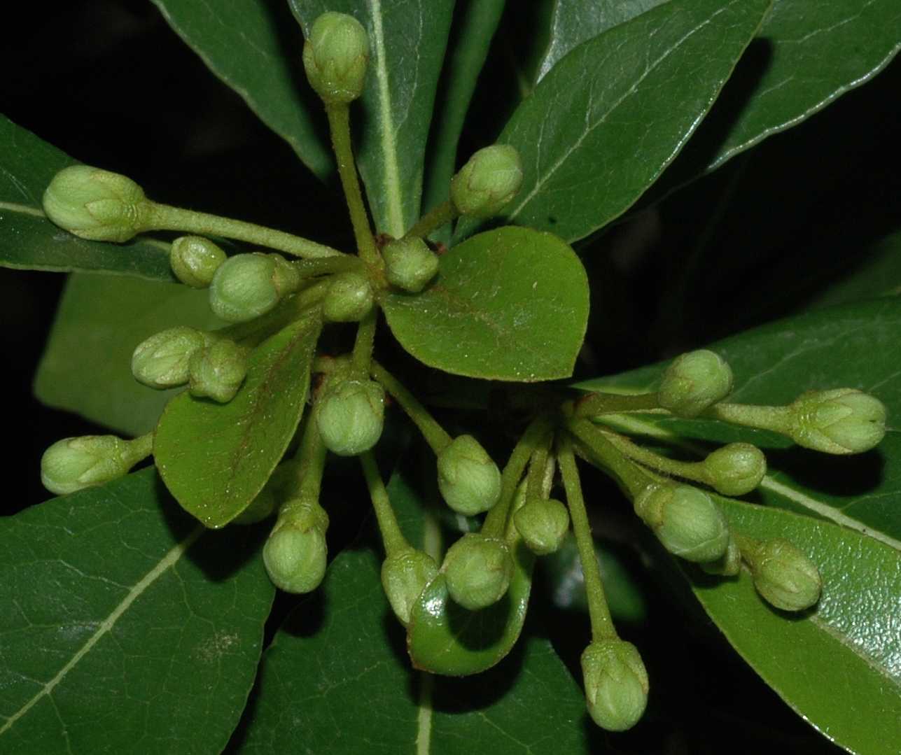 Pittosporaceae Pittosporum heterophyllum