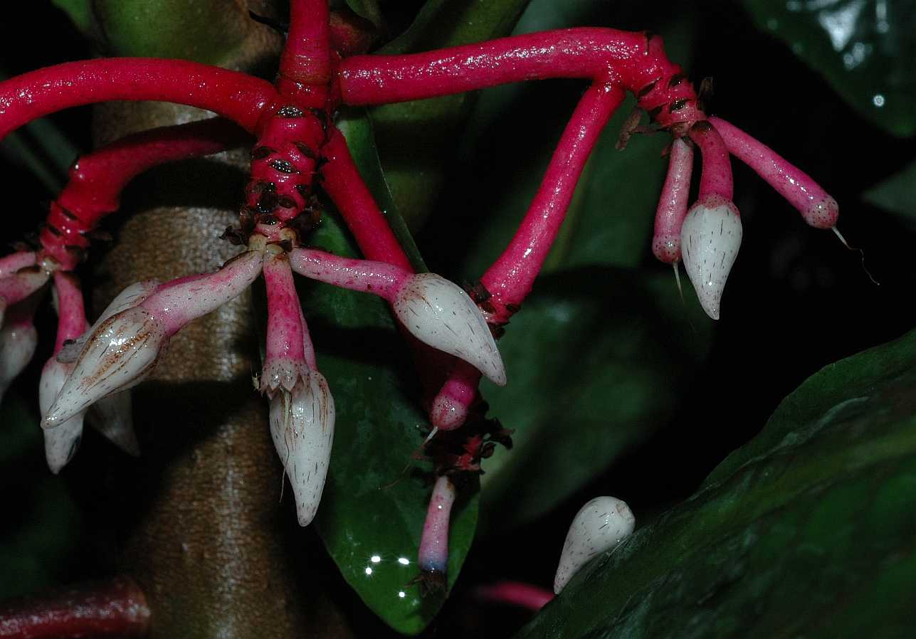 Primulaceae Hymenandra wallichii