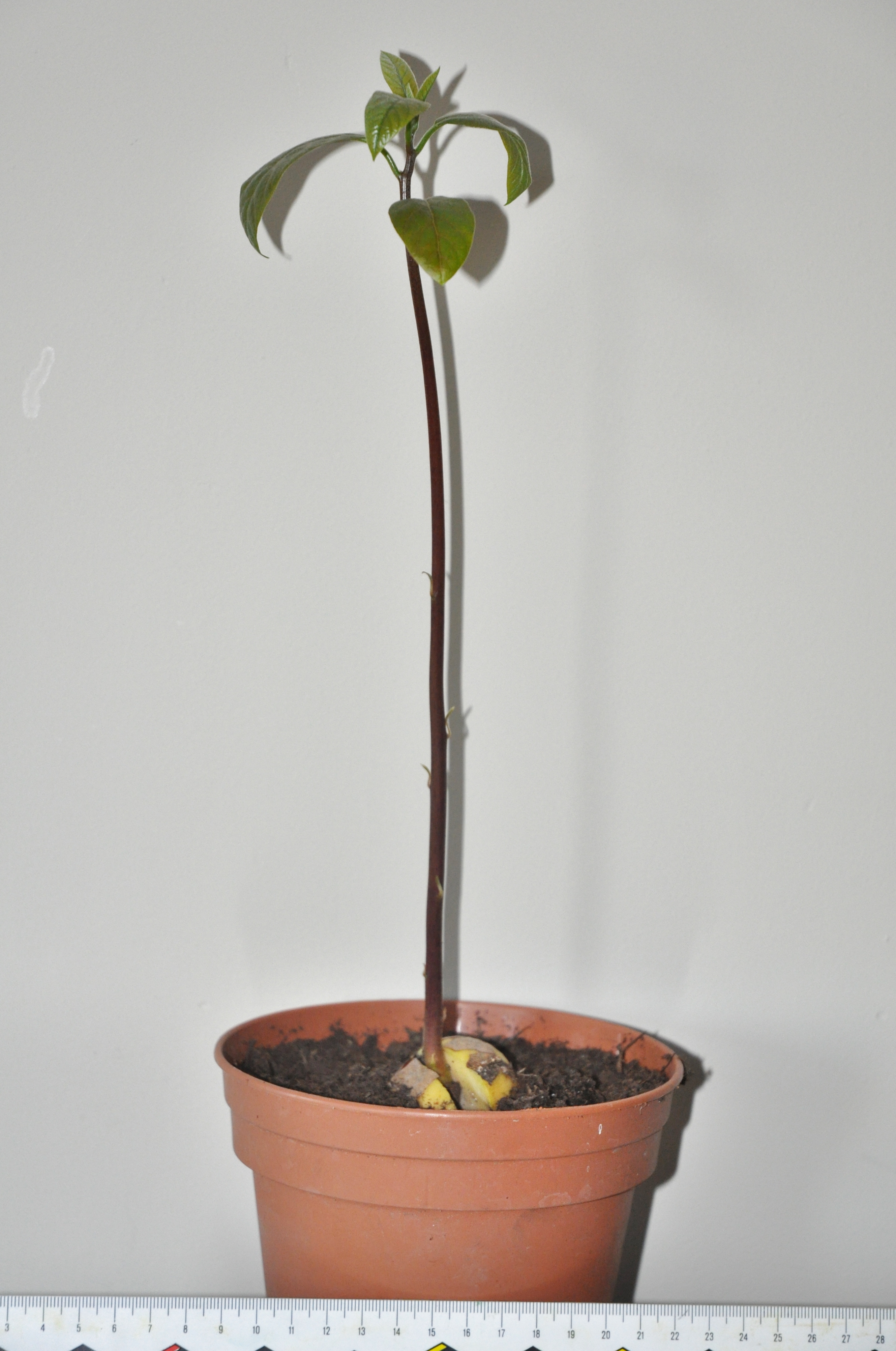 Lauraceae Persea americana