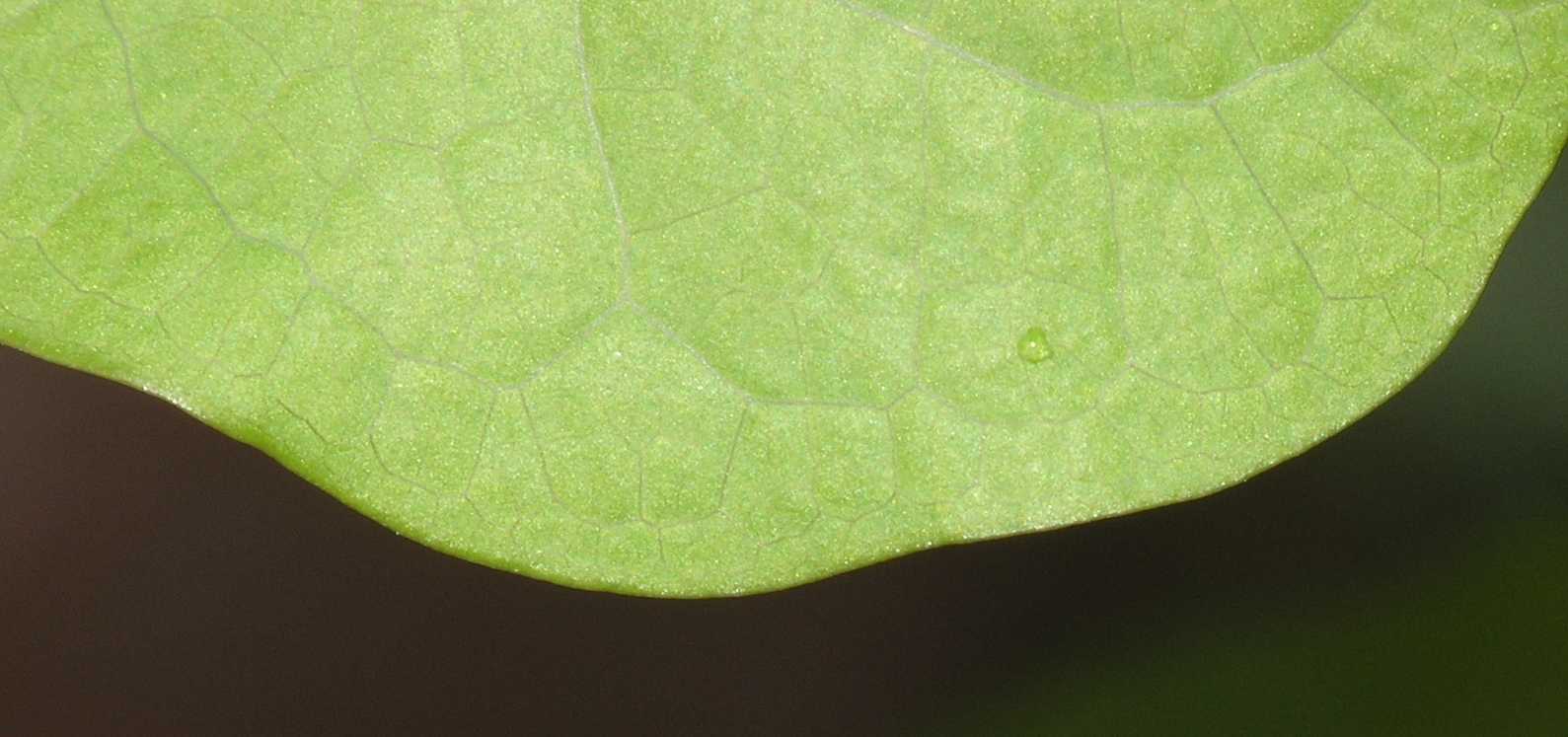Berberidaceae Jeffersonia diphylla