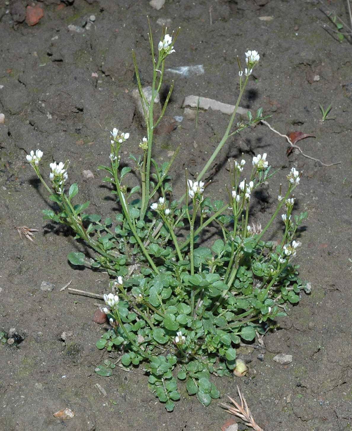 Brassicaceae Cardamine hirsuta