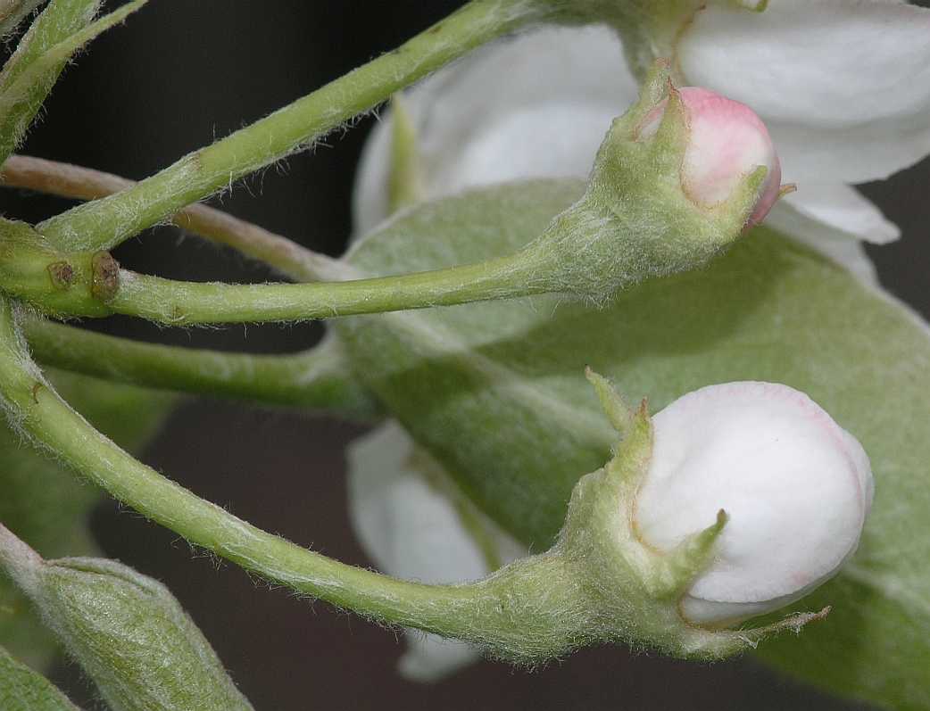 Rosaceae Pyrus communis