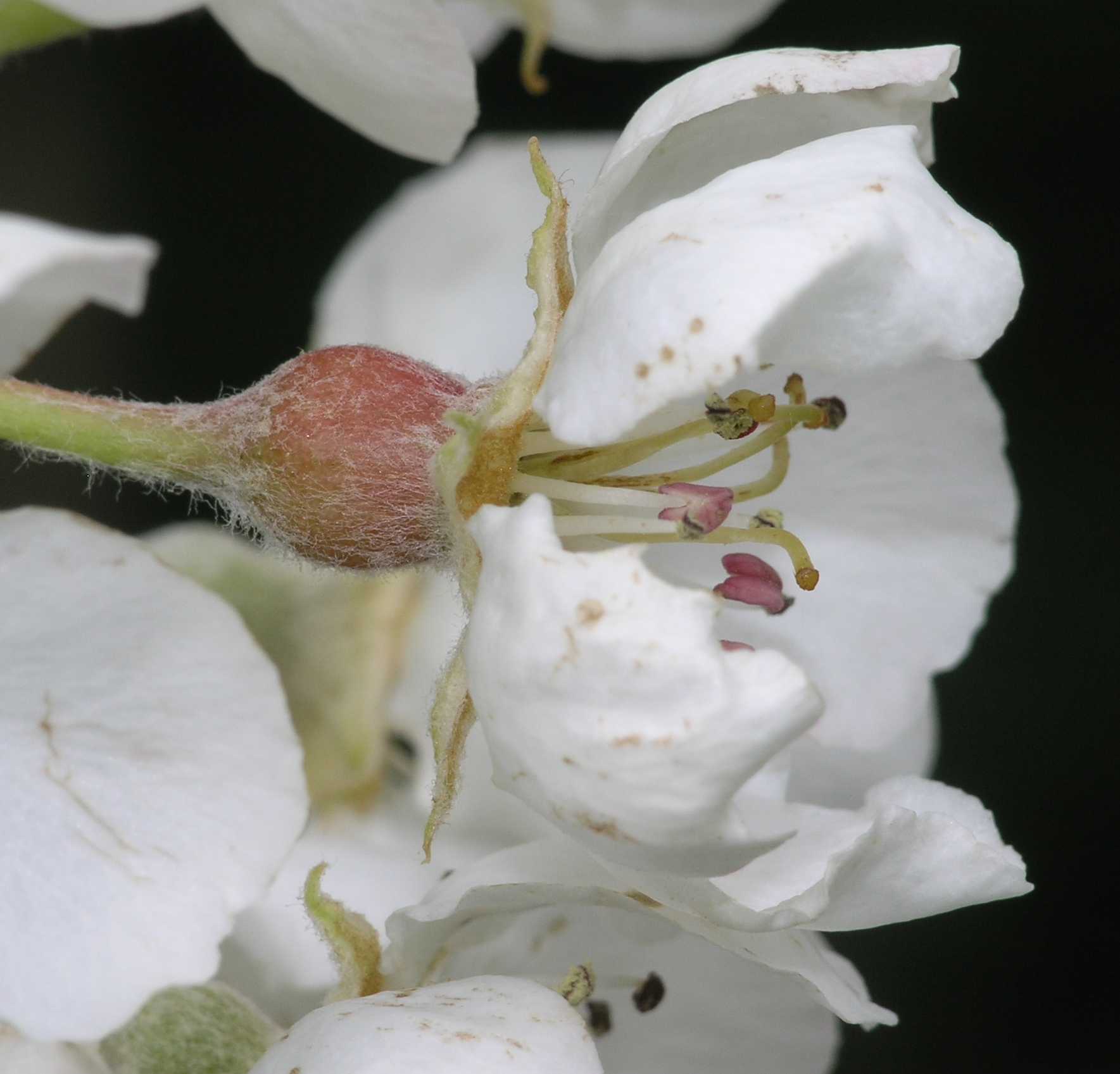 Rosaceae Pyrus communis