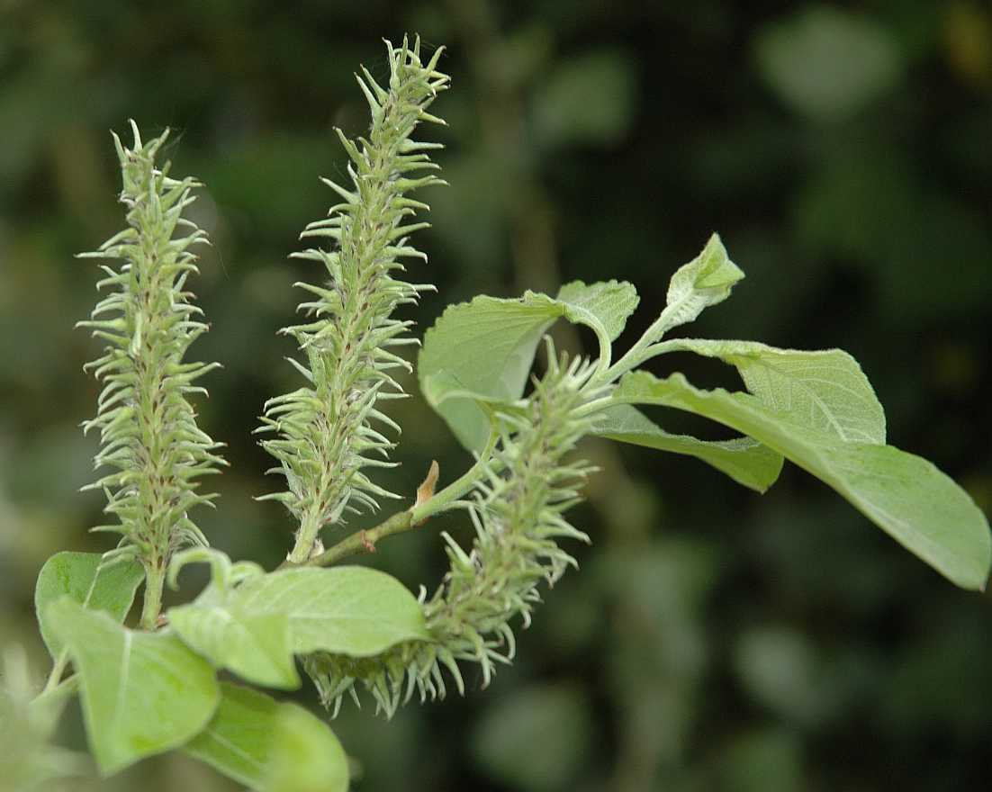 Salicaceae Salix caprea