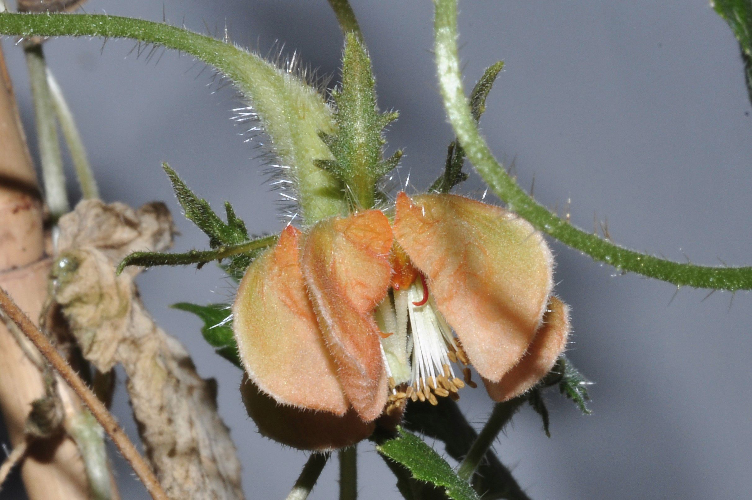 Loasaceae Cajophora laterita