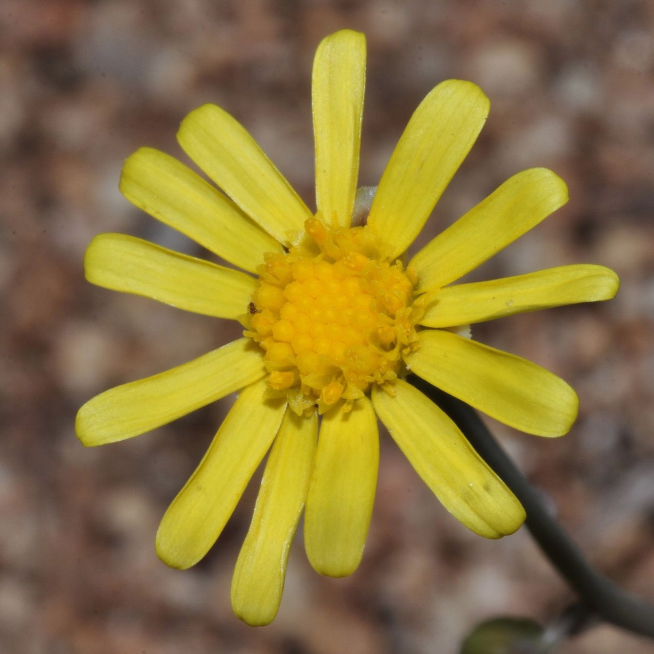 Asteraceae Othonna capensis