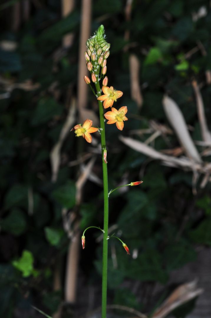 Asphodelaceae Bulbine frutescens