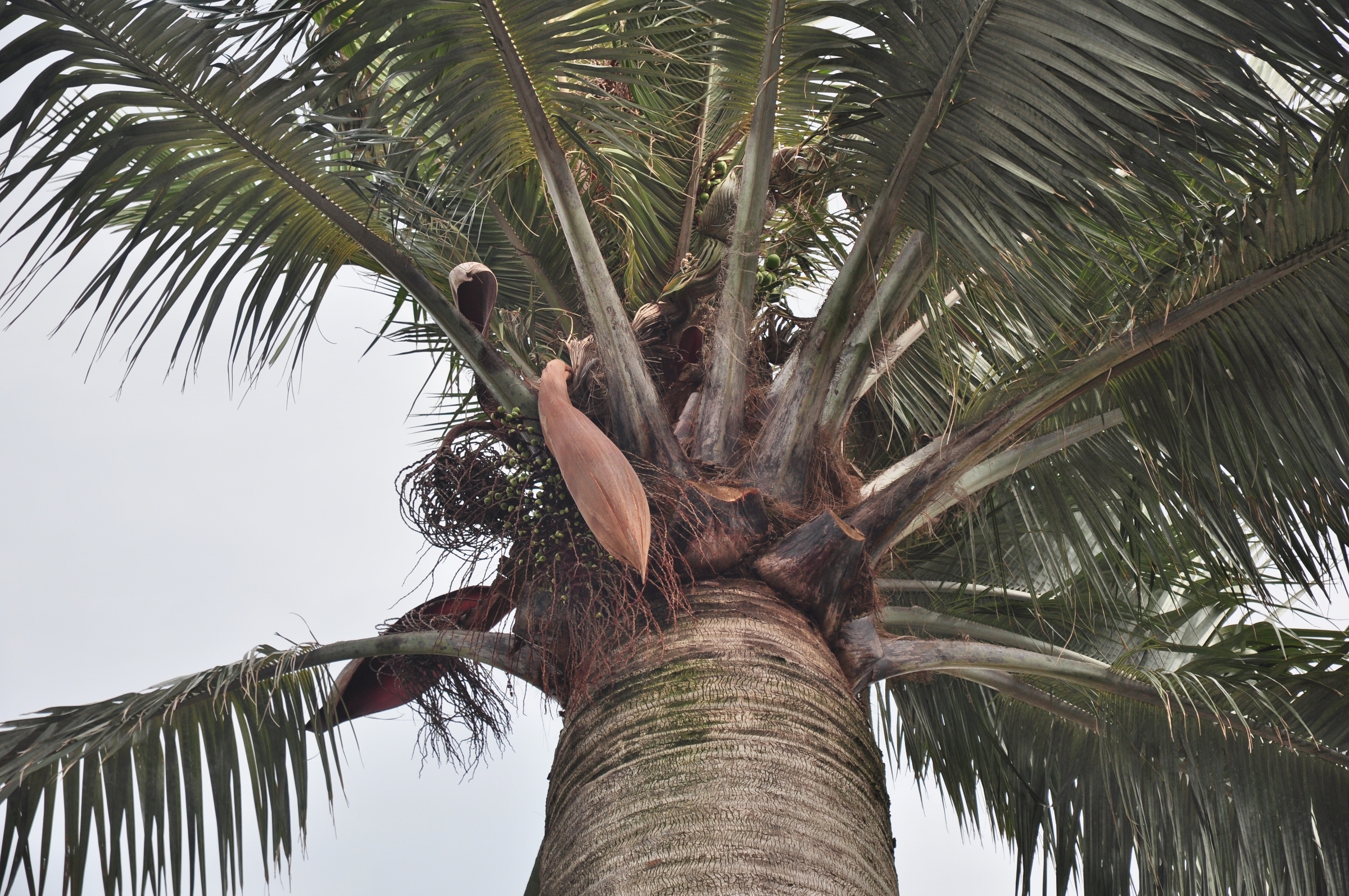 Arecaceae Jubaea chilensis