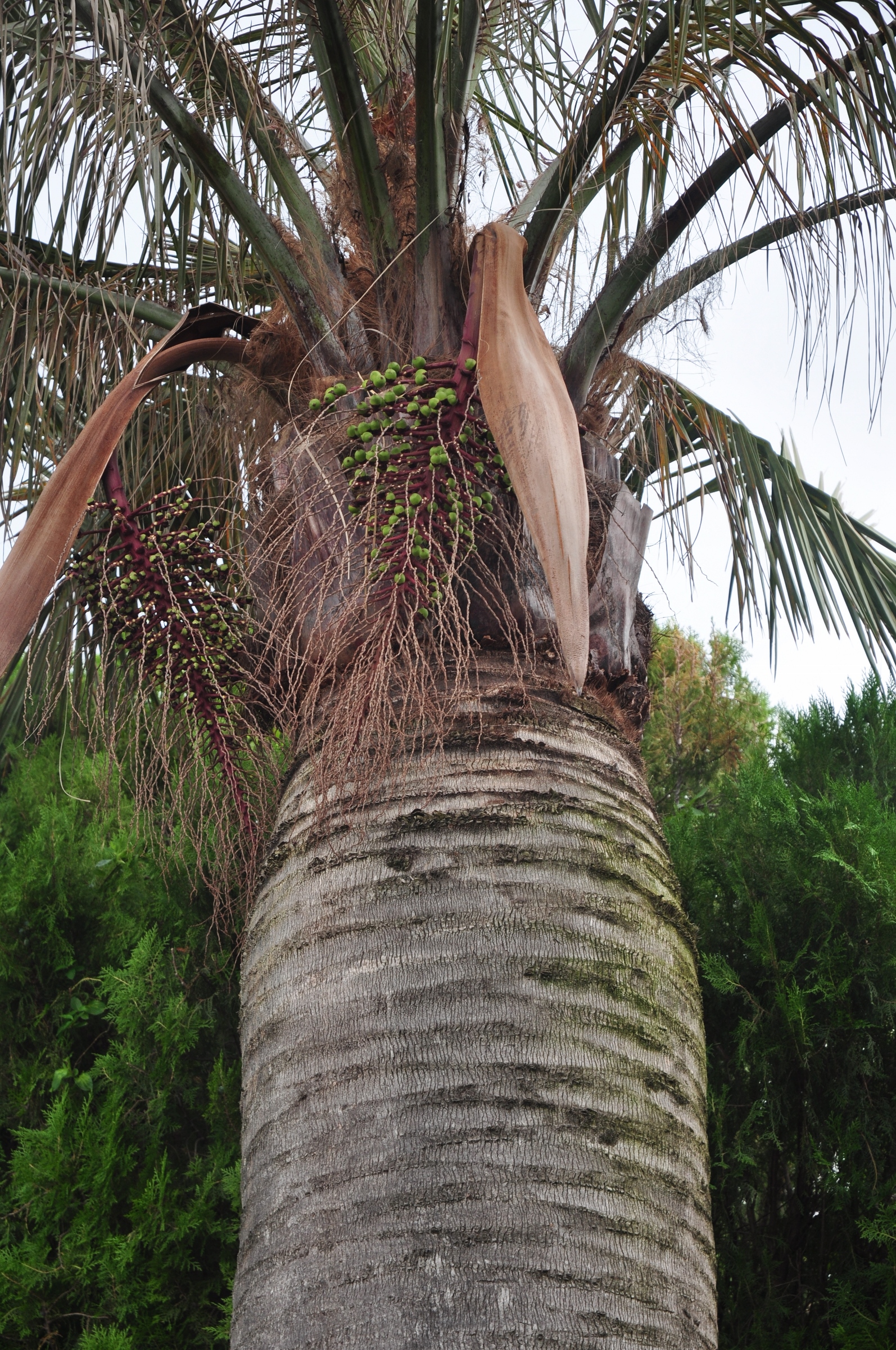 Arecaceae Jubaea chilensis