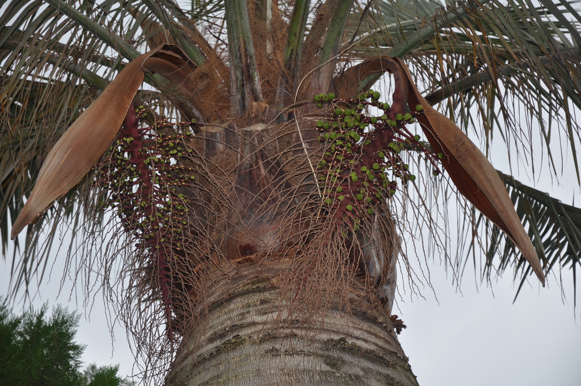 Arecaceae Jubaea chilensis