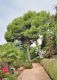 image of Pinus halepensis