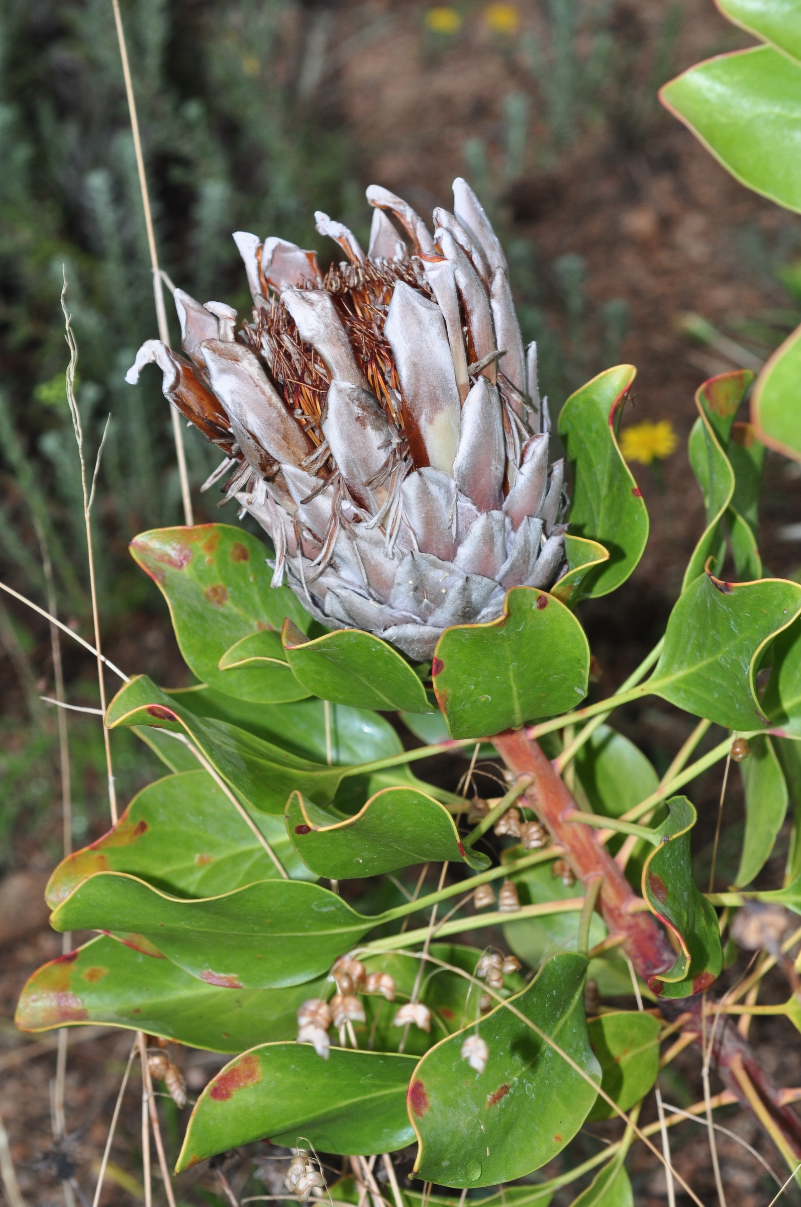 Proteaceae Protea cynara