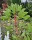 image of Protea cynara