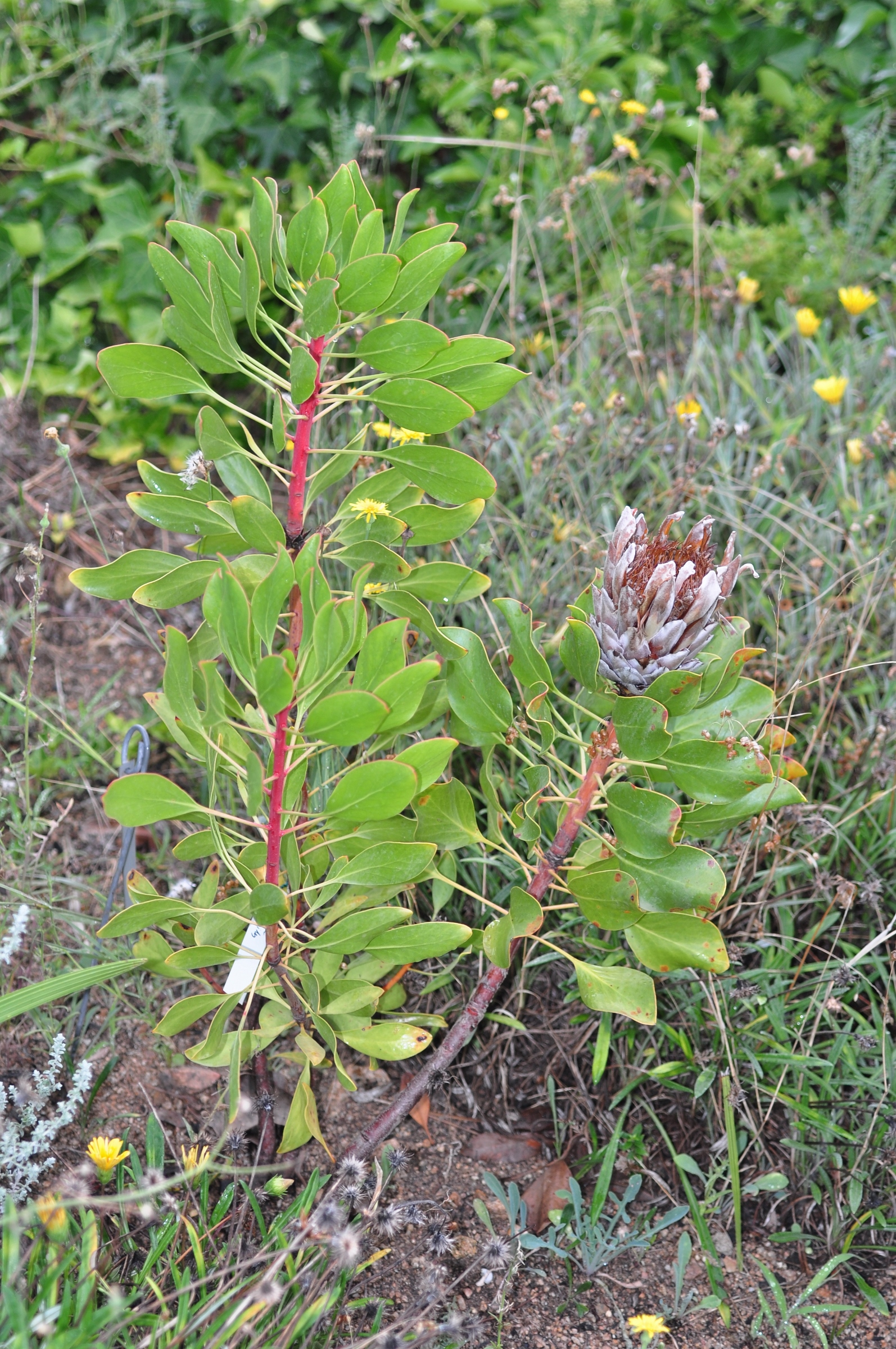 Proteaceae Protea cynara