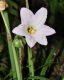 image of Zephyranthes rodea