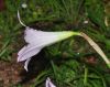 image of Zephyranthes rodea
